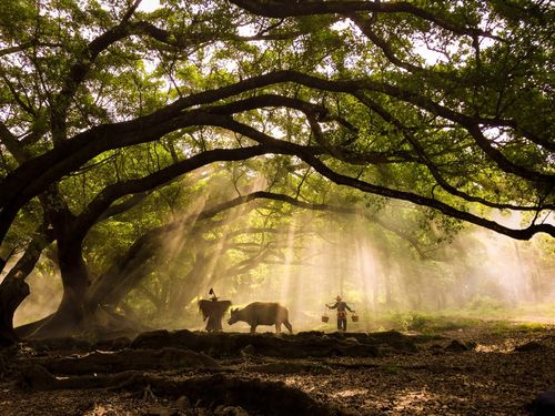 杨家溪的大榕树_游侠客摄影网_摄影旅游网站