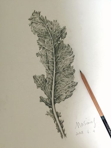 树叶 素描|纯艺术|绘画|河童果果 - 原创作品 - 站酷