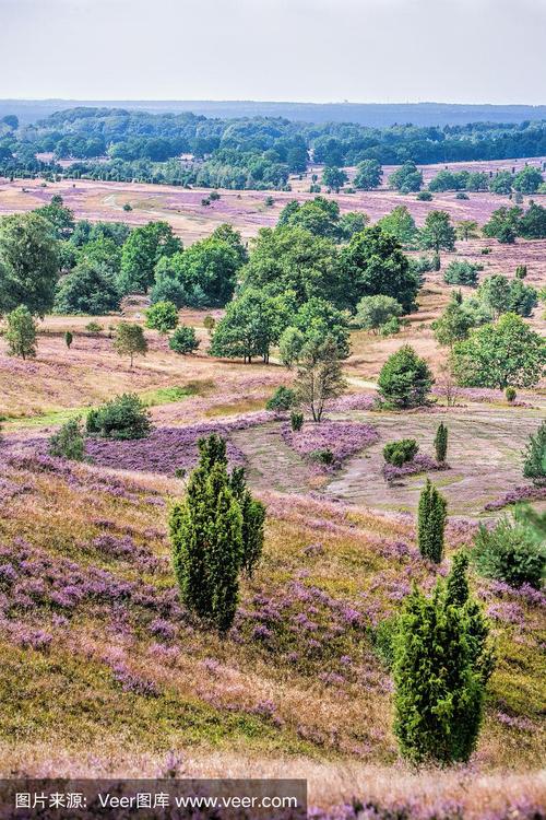 heathland with juniper - lüneburger heide in lower saxony