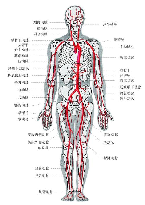 图326全身动脉概观