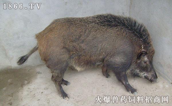 野猪的营养价值