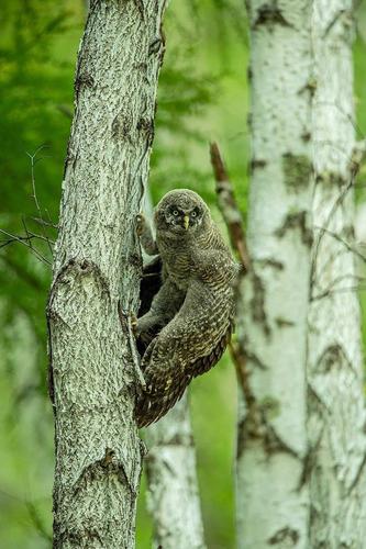 观鸟天地 | 小猫头鹰:我要爬的更高