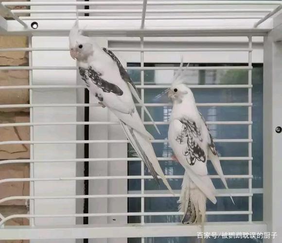 最齐全的玄凤鹦鹉品种介绍及图片 看了就认识所有的
