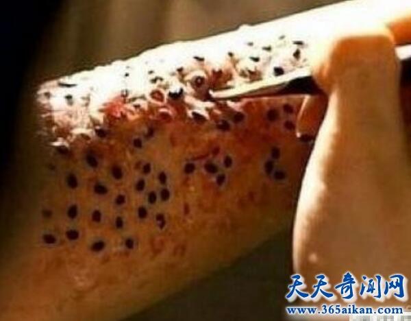 空手指莲蓬乳空手指是怎么形成的空手指图片