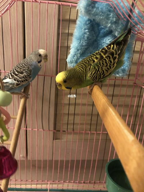 求助,虎皮鹦鹉鼻子有很厚一层褐色的壳_虎皮鹦鹉_宠物