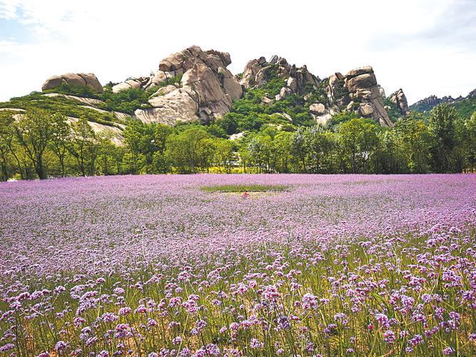 进入5月以来,嵖岈山的马鞭草竞相开放,紫色的马鞭草花海和青山,碧湖