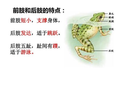 青蛙属于两栖动物