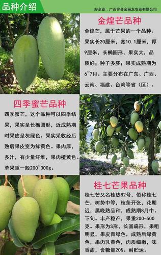 芒果树苗嫁接盆栽四季芒果苗特大金煌芒树苗南方北方种植当年结果