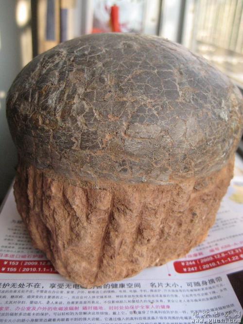 恐龙蛋化石市场价格 一个恐龙蛋化石市场价