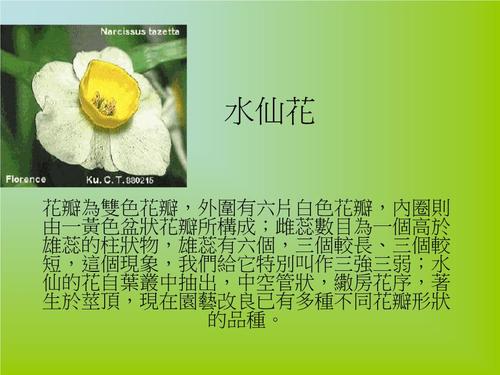 水仙花.ppt