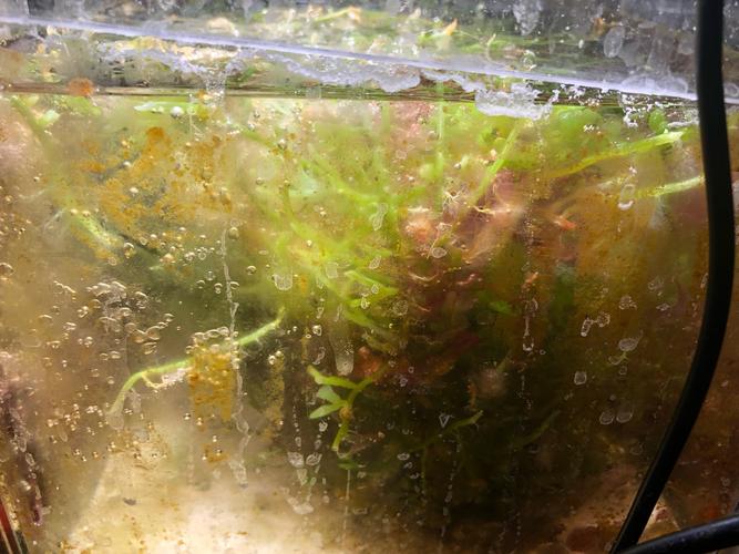 历时8天完美解决菌膜回忆录