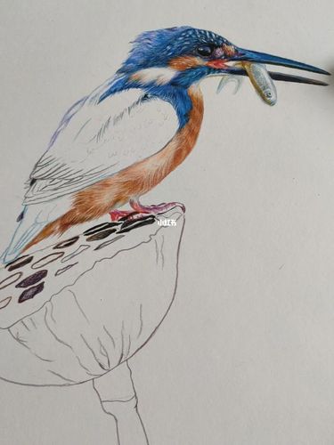 翠鸟又一幅_绘画_临摹_画画_文化_绘画