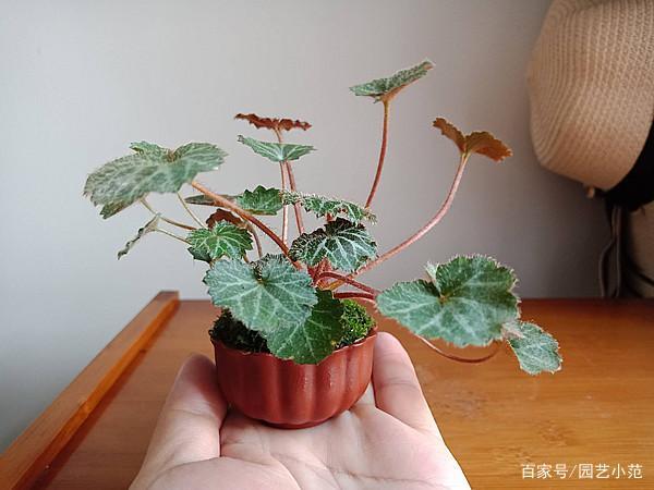 拇指盆种虎耳草,让人欲罢不能的小巧玲珑