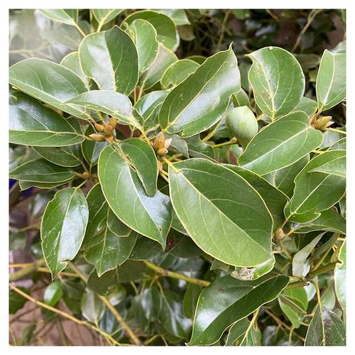 樟树叶新鲜 中药材 樟叶 香叶 香樟树叶中药