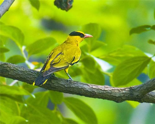 百鸟展黄鹂鸟的叫声象征寓意生活习性