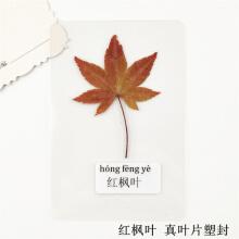 书签明信片贺卡塑封植物标本过塑真树叶干花学生幼儿园认识叶子 红
