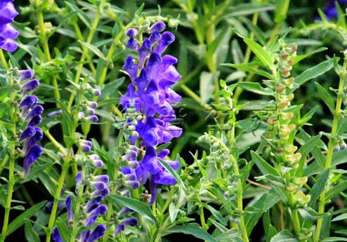 黄芩的功效与作用点黄芩的功效与作用具有清热燥湿泻火解毒降血压等