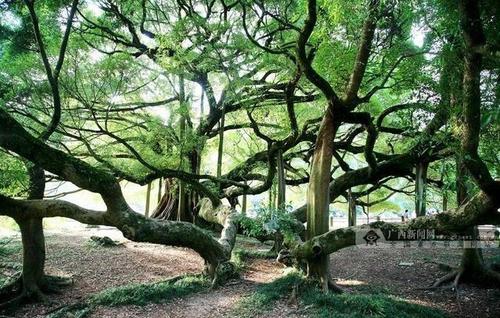 桂林大榕树:大有"来头""看头"和"名头"的一棵树
