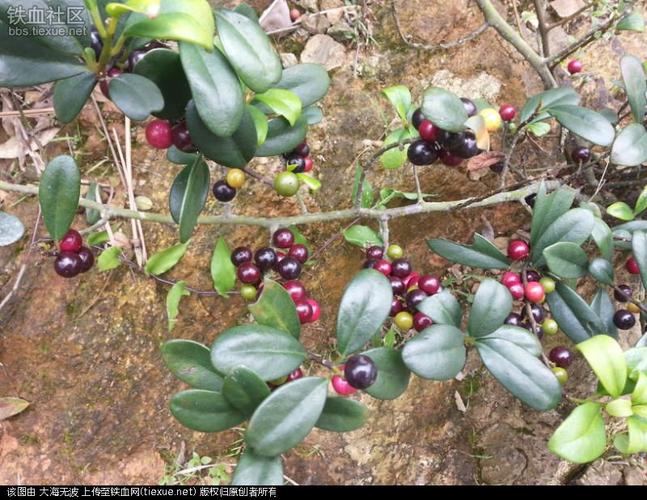 [原创]诱人的小野果!