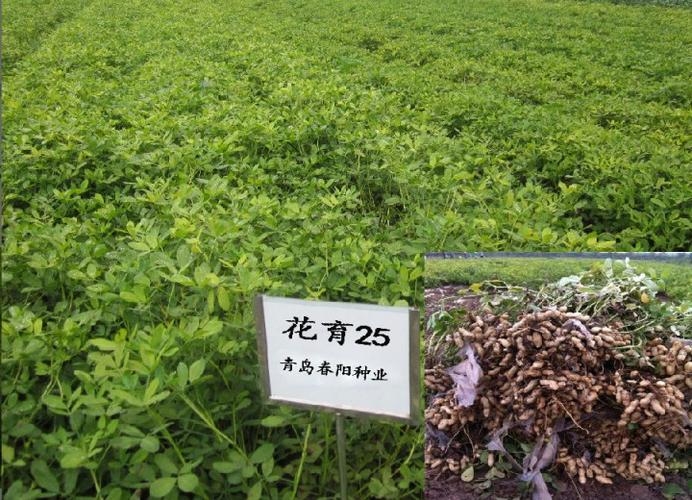 农业 粮油作物 油料花生 花育25号 特征特性:属普通型大花生品种