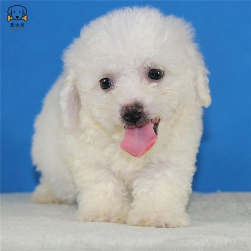 麦比佳宠物比熊犬比熊幼犬活体宠物狗狗法国卷毛比熊狗双血统精品白色