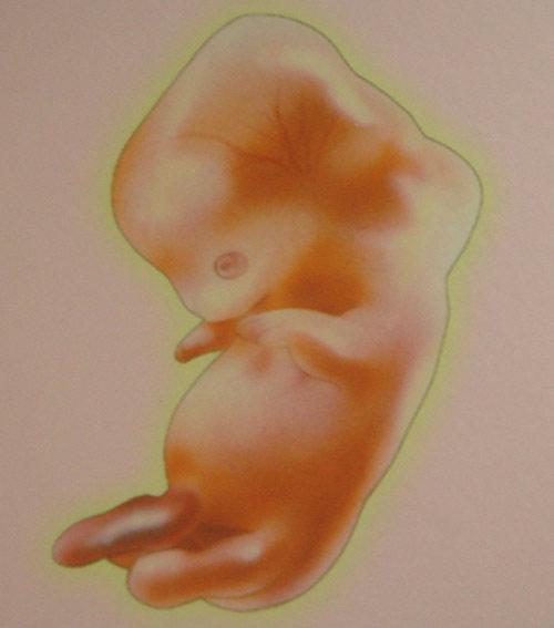 怀孕第二个月(图)