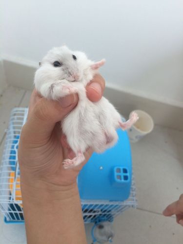 请大家帮忙看看这只银狐仓鼠的性别