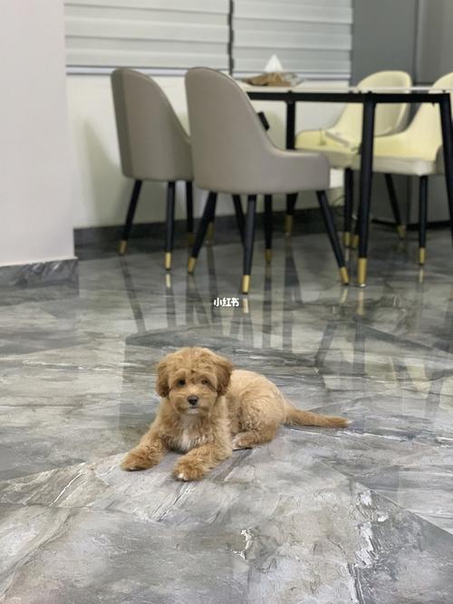金毛泰迪串or土狗泰迪串?