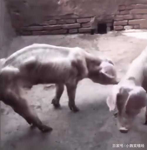 出门一个月,忘了家里还有头猪,这是我见过最瘦的猪了
