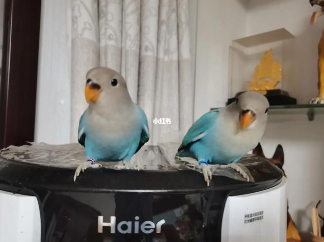 出蓝闪牡丹鹦鹉,两个月了_鹦鹉_牡丹_宠物_宠物其他
