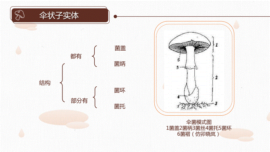 1-2 食用菌子实体的形态结构.pdf 24页