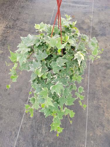 花叶常青藤 165规格常春藤藤长60cm左右 吸甲醛除异味盆栽