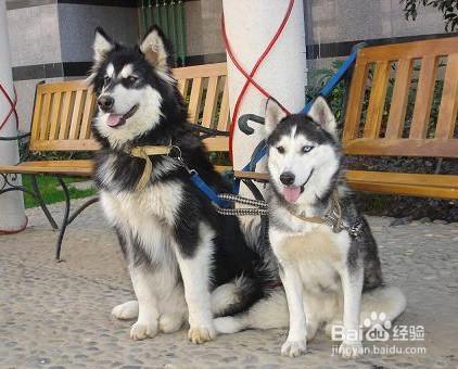 哈士奇犬与阿拉斯加犬的对比和区分?