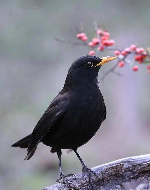 保安湖科普小课堂:鸟类科普之乌鸫_叫声