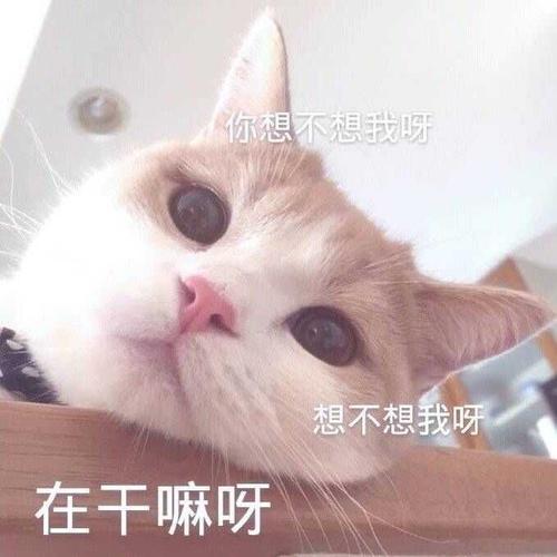 有什么万能表情包?