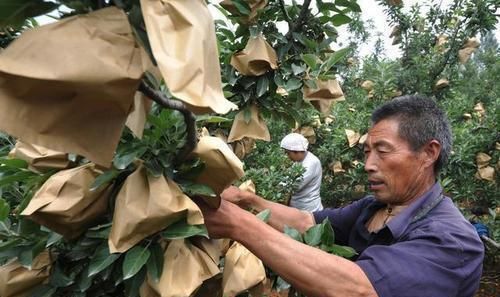苹果树套不套袋钱说了算