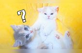 两只奶猫相亲,一见面就互相口吐芬芳,看不上对方?