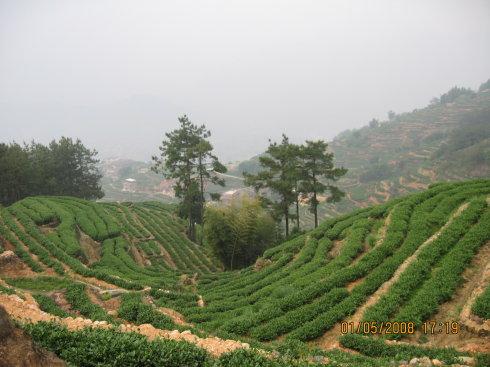 安溪茶山之行