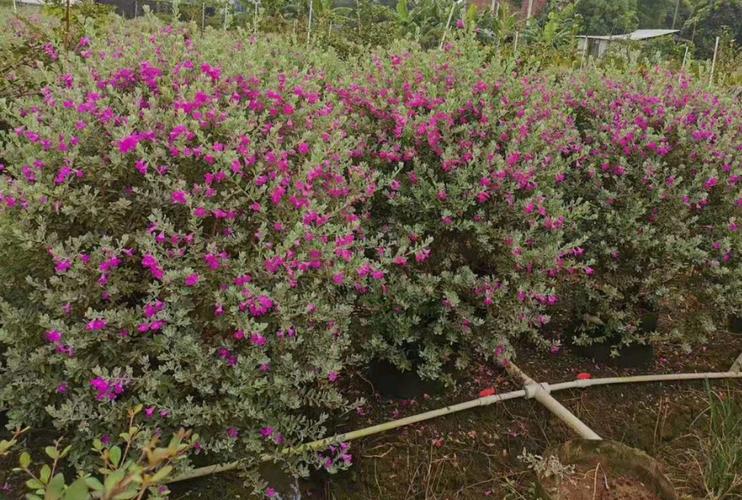 盆栽红花玉芙蓉球1.3米高多花灌纵花苗中山基地直销