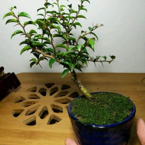 柞木 五加皮 盆景(盆景新手入门首选)