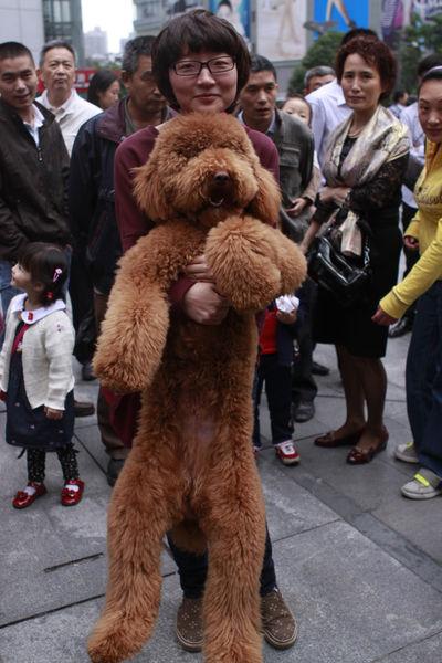 一只大约这么大的多少钱