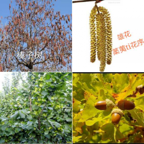 森林报4--冬眠苏醒月--最早开放的花(榛子树的雄花和雌花)