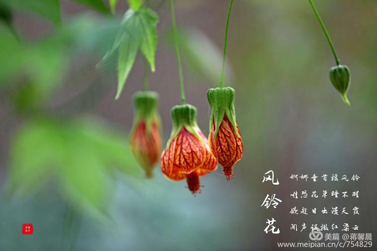 其它 动感飘逸风铃花 写美篇这种花学名叫"纹瓣悬铃