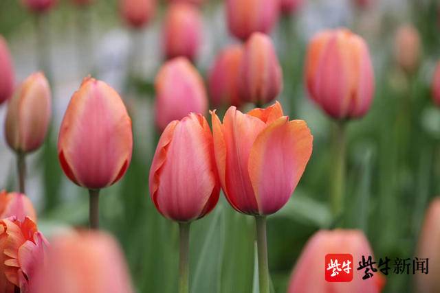 【视频】中山植物园部分郁金香早花品种开放