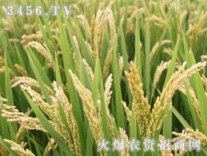 盐粳9号高科