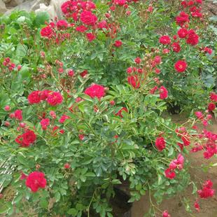 蔷薇苗 爬藤本植物红木香花苗 日本红花蔷薇月季无刺多花重瓣蔷薇
