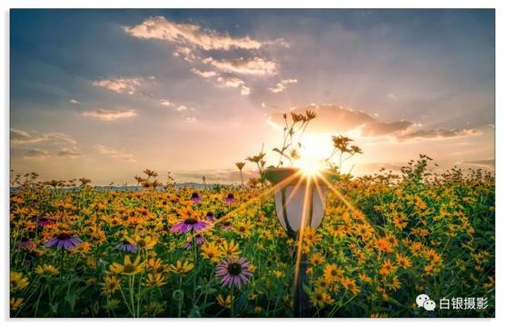 白银区发布 花海一轶 高启发花海通幽 李小芸夕阳下的醉 蝶张艺馨 9