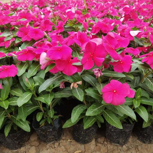 长春花 多年生草本盆栽 观赏植物 园林公园绿化盆栽植物