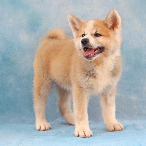 秋田犬公dd生日0516金牛座a级id10172301