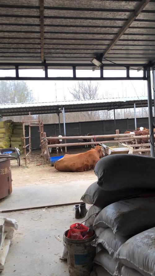 详细介绍农村简易牛舍的建造方法.